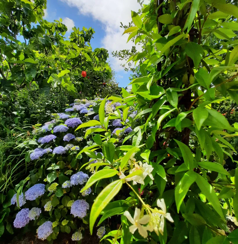 Concert Paysage Paysagiste Dans Les Cotes D Armor 22 CONCERT PAYSAGE 02