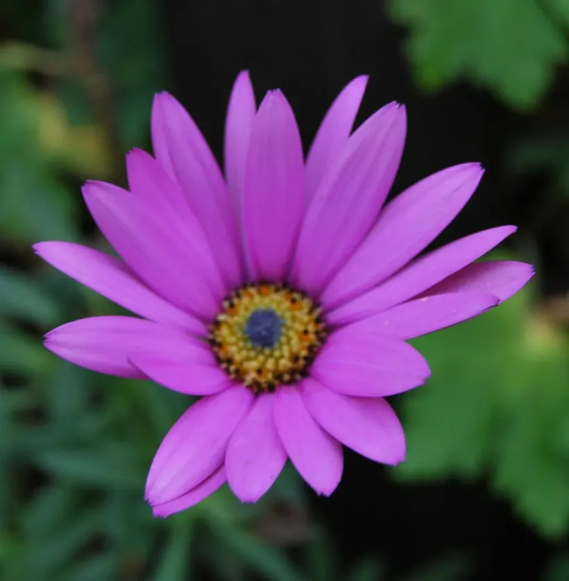 Concert Paysage Paysagiste Dans Les Cotes D Armor 22 CONCERT PAYSAGE 05