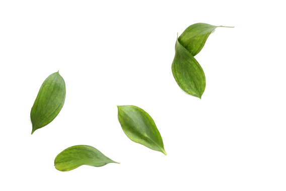 Concert Paysage Paysagiste Dans Les Cotes D Armor 22 Feuilles Arbre 1