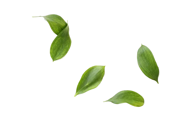 Concert Paysage Paysagiste Dans Les Cotes D Armor 22 Feuilles Arbre 2